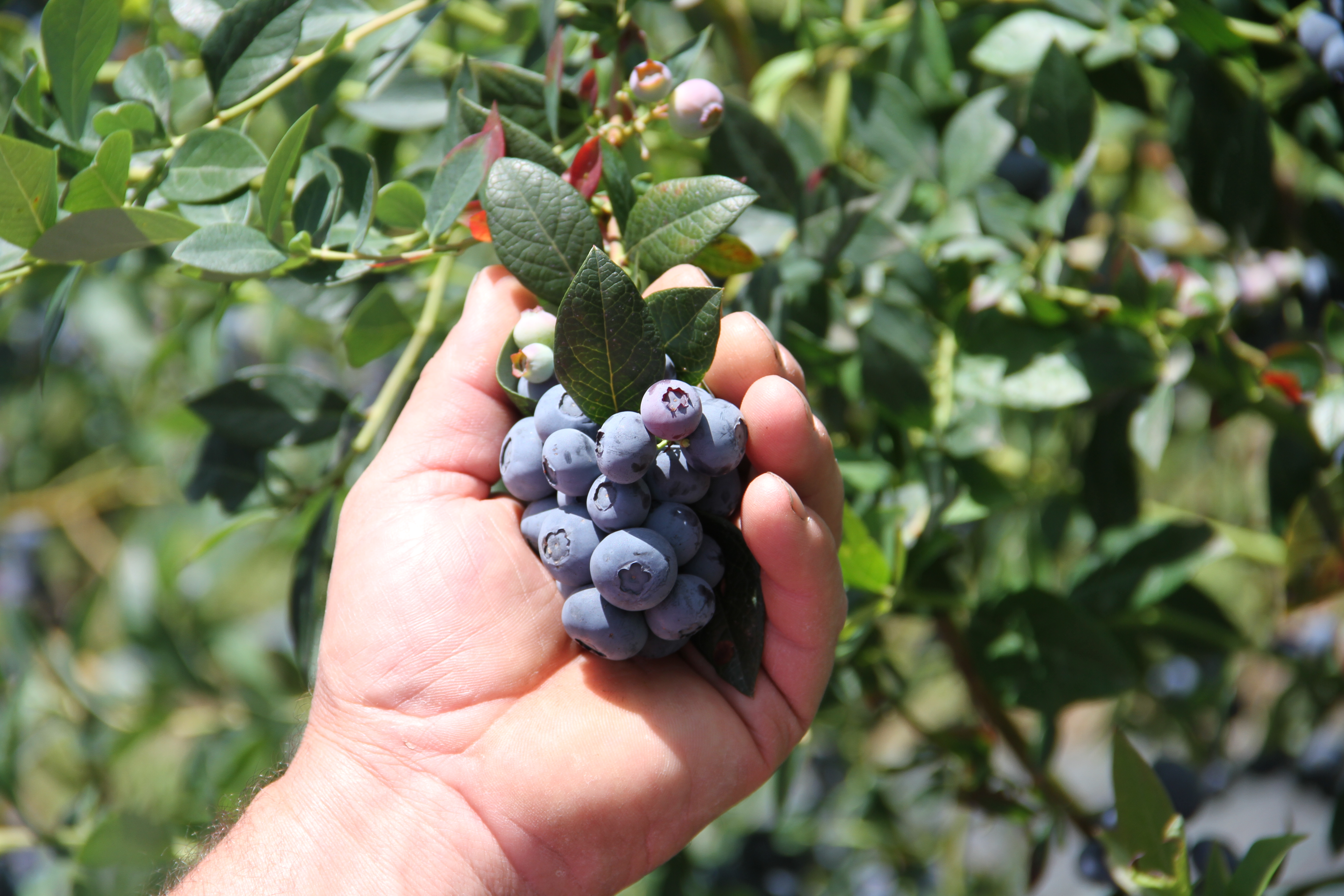 Experimental Blueberry Production Field