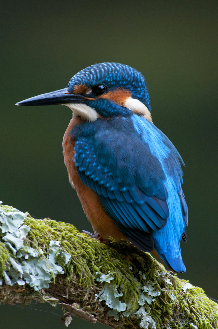 Biodiversity